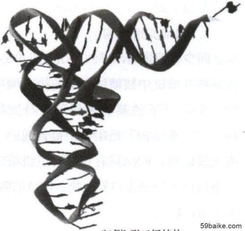 DNA RNA的形状分别是什么