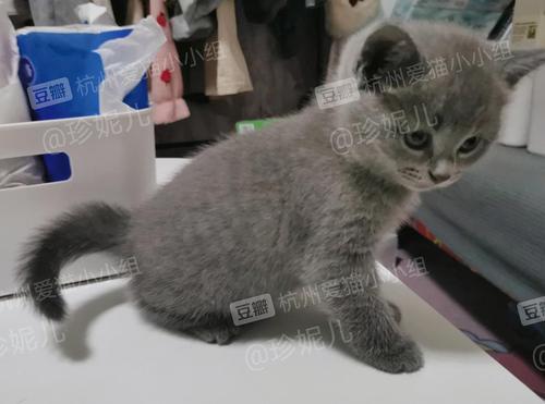 蓝猫可以一直放在笼子里养好吗