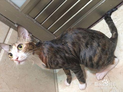 网络猫关上开不了了
