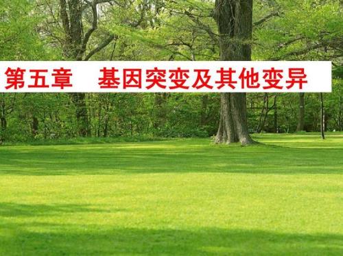 基因突变的意义是什么