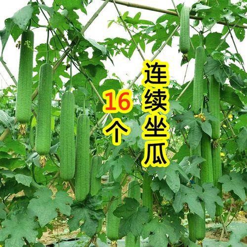 短棒丝瓜和长丝瓜叶子有区别吗