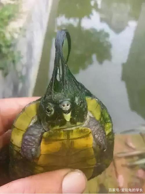 一只小的绿毛龟多少元