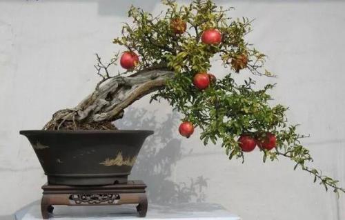 石榴树主干塔形造型方法