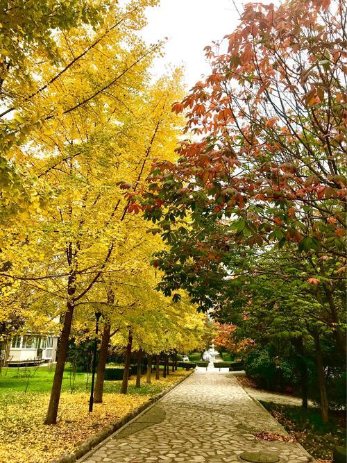 落叶黄适合什么肤色