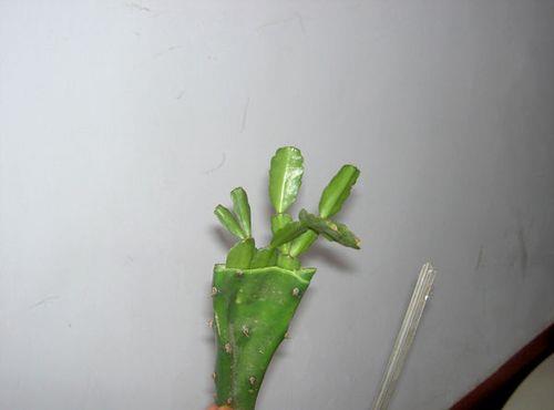 十一月嫁接蟹爪兰方法