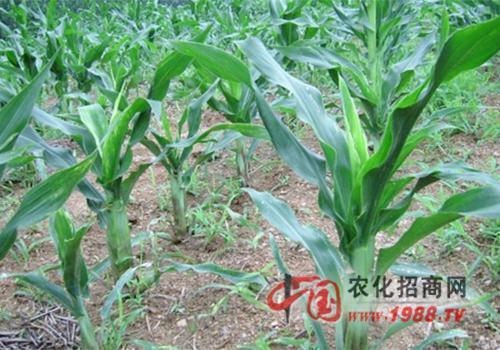 玉米吨田宝喷完多长时间见效