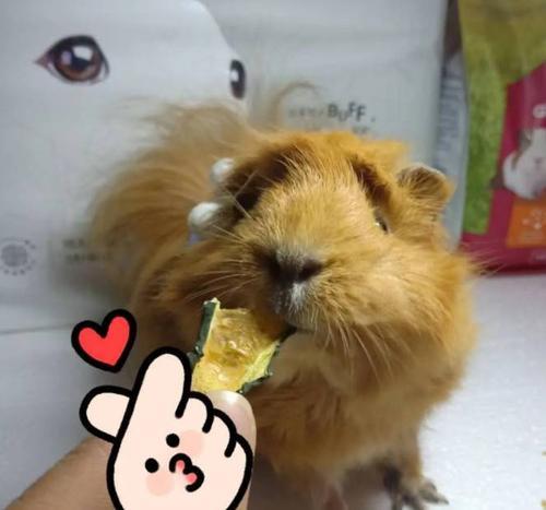 荷兰猪多久断奶成功