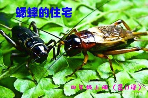 课文红头是一个怎样的蟋蟀