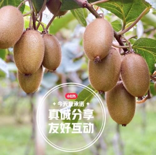描写奇异果的比喻句