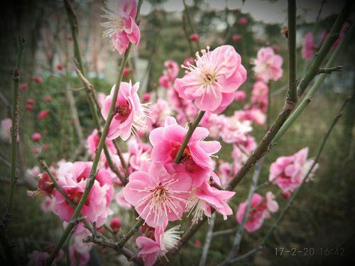 梅花一年开几次都几分开放