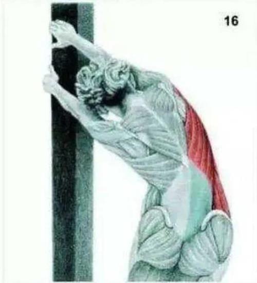 上后锯肌如何拉伸