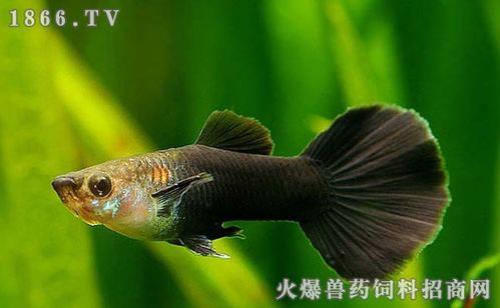 孔雀鱼的寿命有多长
