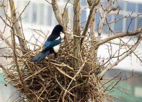 喜鹊住在窝里扩写句子