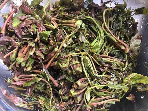 香椿头怎样保存