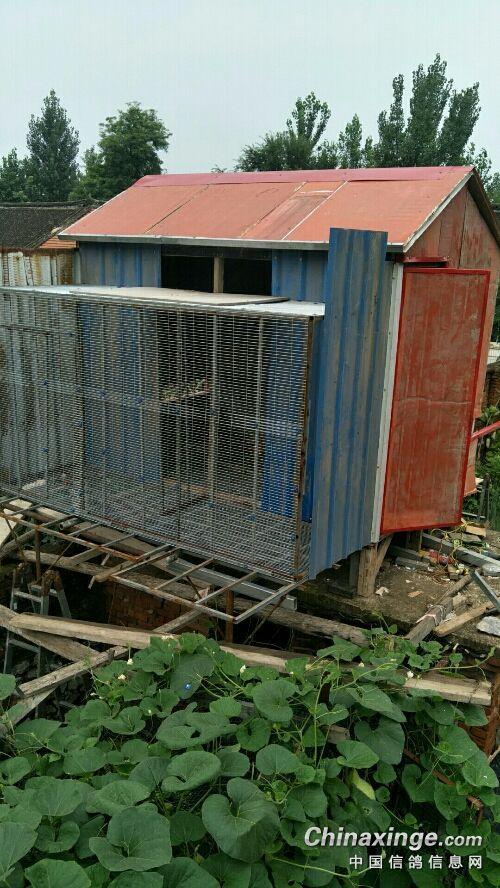 建鸽舍如何建造