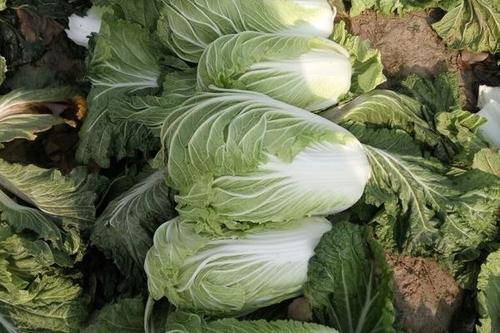 黄心白菜好不好