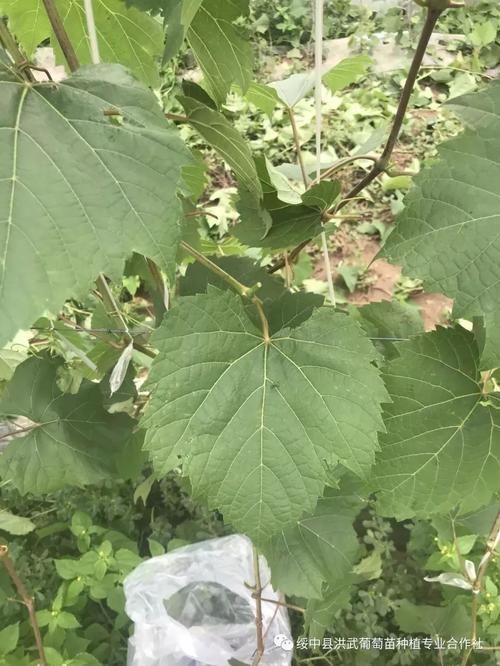 3309葡萄苗砧木介绍