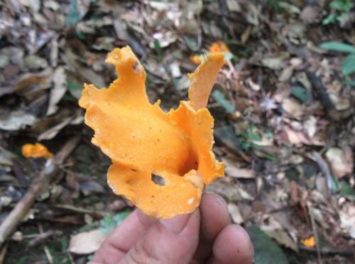地馒头菌子的学名