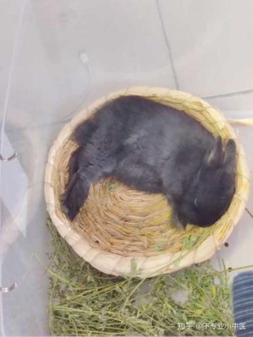 兔子一直躺着会怎么样