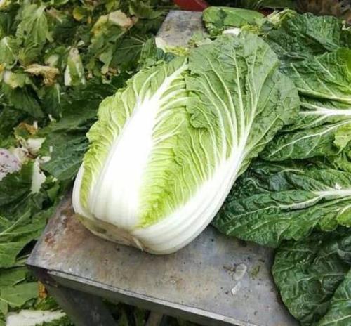 十斤白菜有多少颗