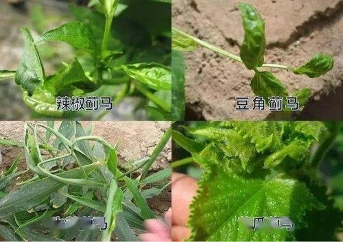 不打药治蓟马的绝招