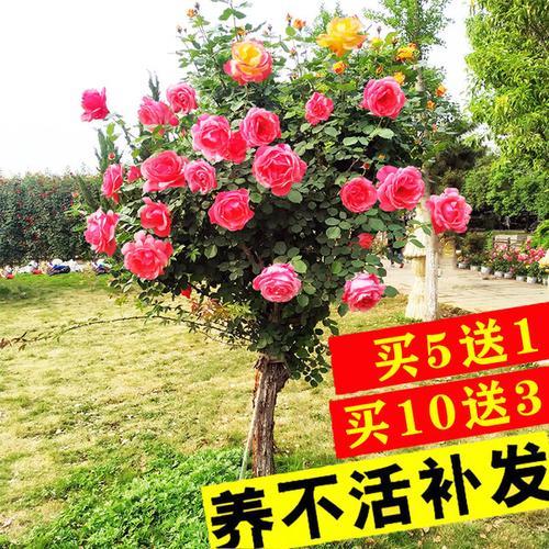 树桩月季用什么树嫁接
