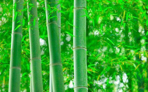 用茂密的和绿色的写一个比喻句