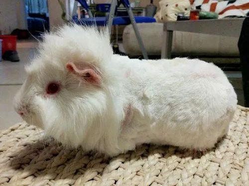 荷兰猪发出喷气声是什么意思