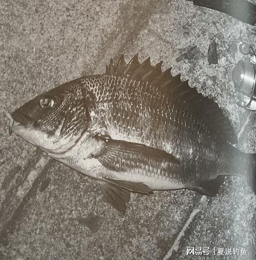 黑鲷鱼最佳吃法