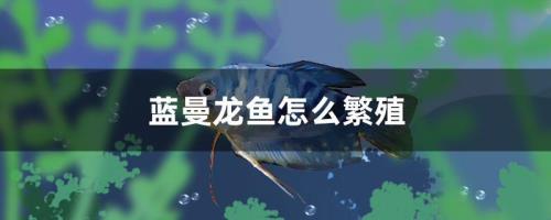蓝曼龙孵化后怎么喂