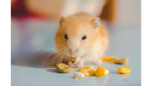 仓鼠可以吃花生不