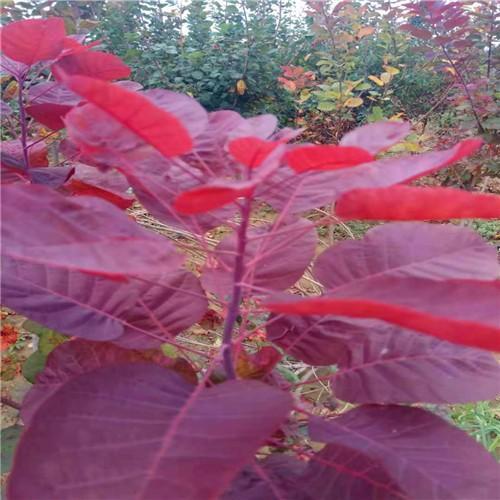 黄栌苗大盆养还是小盆养好