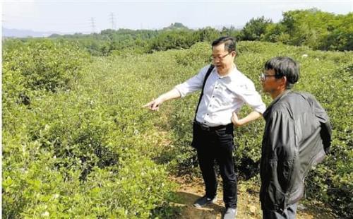苍合农业集团怎么样