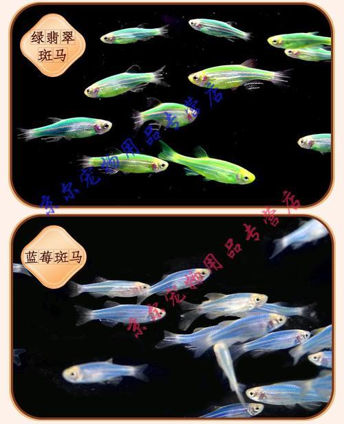 荧光斑马鱼会褪色么