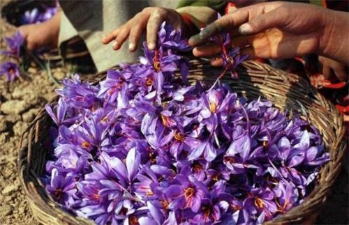 藏红花一年采摘几季