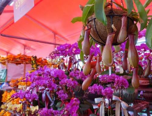 广州春节花市哪里最好