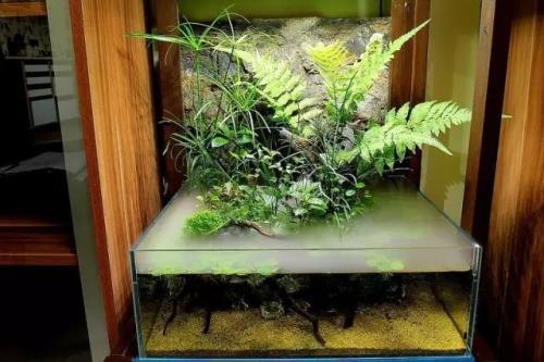 浅水缸用什么树
