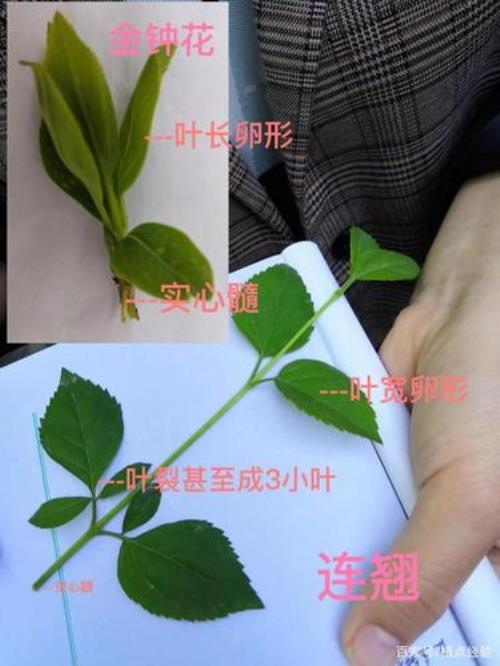 分裂叶与复叶的区别
