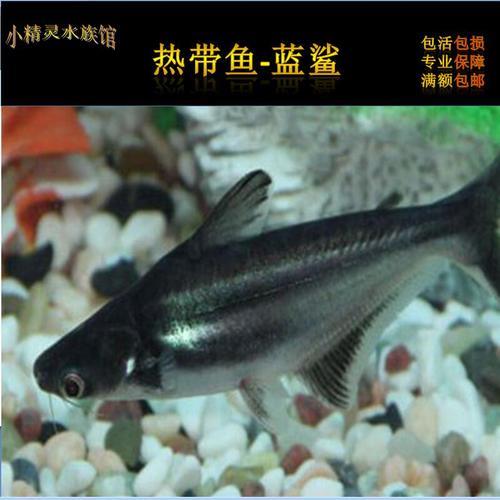 观赏鱼蓝鲨上浮怎么回事