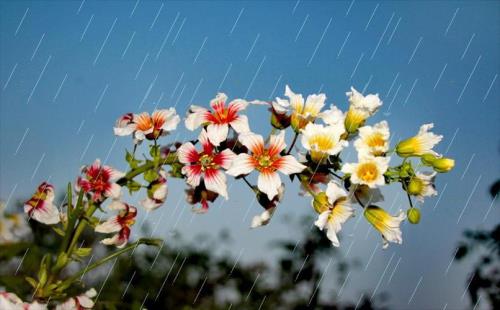 雨和小雨的区别