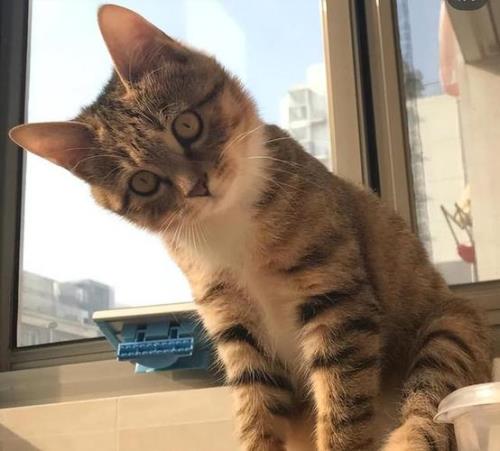 狸花猫野性太大怎么办