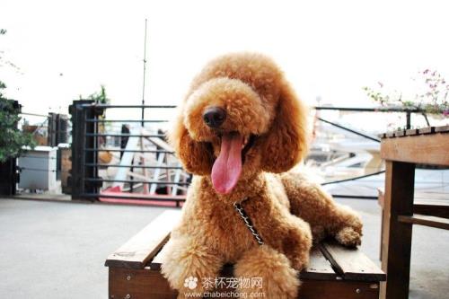 巨型贵宾犬多久毛能长长