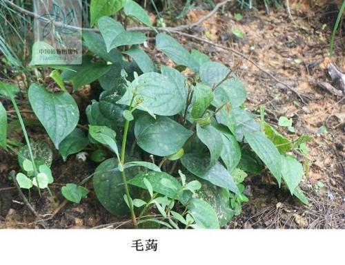 毛惠几岁了