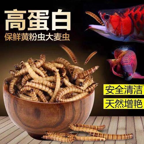大麦虫怎么速冻保鲜