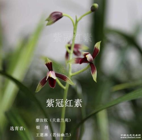 秋榜紫杆紫花苞开什么色