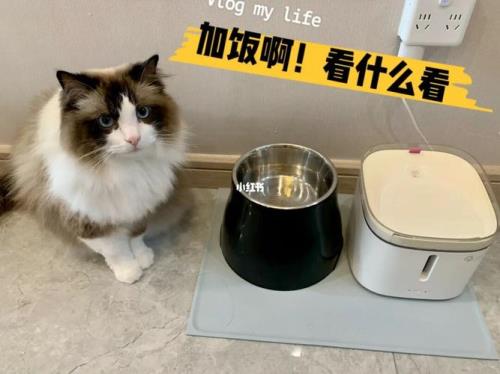 3斤重的猫每天要吃多少猫粮