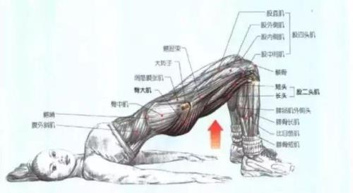 臀桥和深蹲哪个效果好
