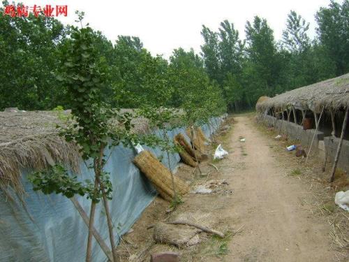 如何搭建鸡舍