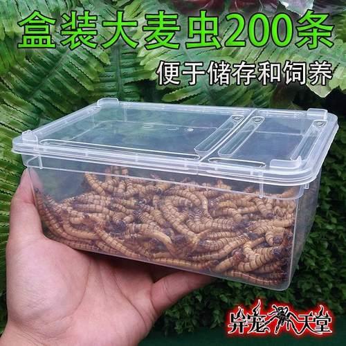 大麦虫为什么不能钓鱼