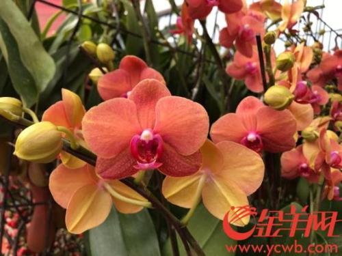 蝴蝶兰花吃什么